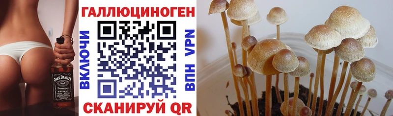 Псилоцибиновые грибы прущие грибы  Зеленоградск 